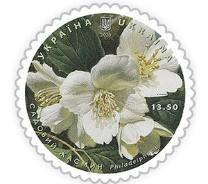 Mock Orange (Philadelphus sp) - Ukraine 2020 - 13.50