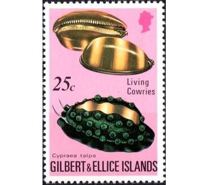 Mole Cowry (Cypraea talpa) - Micronesia / Gilbert and Ellice Islands 1975 - 25