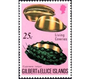 Mole Cowry (Cypraea talpa) - Micronesia / Gilbert and Ellice Islands 1975 - 25