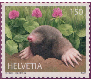 Mole (Talpa europaea) - Switzerland 2021 - 150