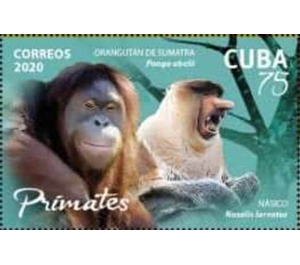 Monkey and Orangutan - Caribbean / Cuba 2020