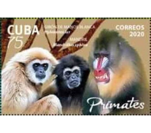 Monkeys and Baboon - Caribbean / Cuba 2020