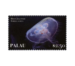 Moon jelly (Aurelia aurita) - Micronesia / Palau 2019