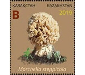 Morchella steppicola - Kazakhstan 2019