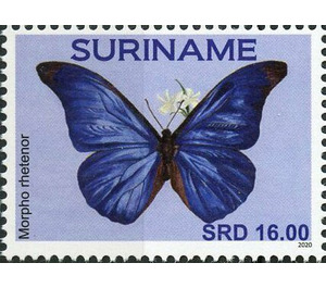 Morpho rhetenor - South America / Suriname 2020 - 16