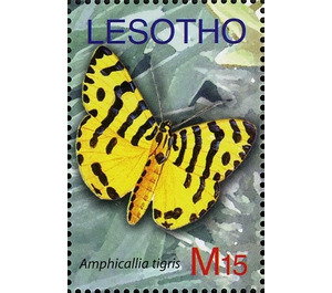 Moth (Amphicallia tigris) - South Africa / Lesotho 2007 - 15