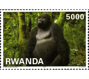 Mountain Gorilla (Gorilla beringei beringei) - East Africa / Rwanda 2010