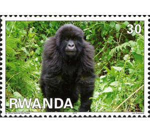 Mountain Gorilla (Gorilla beringei beringei) - East Africa / Rwanda 2010 - 30