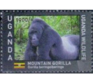 Mountain Gorilla (Gorilla beringei beringei) - East Africa / Uganda 2017