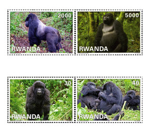 Mountain gorillas - East Africa / Rwanda 2010 Set