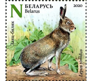 Mountain Hare (Lepus timidus) in Summer - Belarus 2020