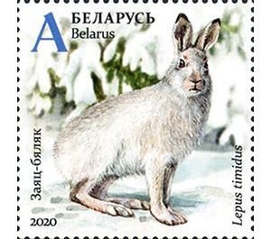 Mountain Hare (Lepus timidus) in Winter - Belarus 2020