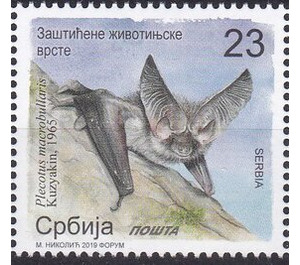 Mountain Long-eared Bat (Plecotus macrobullaris) - Serbia 2019 - 23
