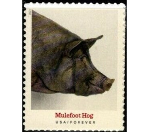 Mulefoot Hog - United States of America 2021