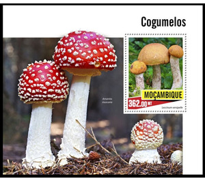Mushrooms - East Africa / Mozambique 2020