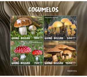 Mushrooms - West Africa / Guinea-Bissau 2020