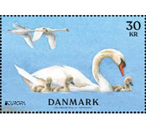 Mute Swan (Cygnus olor) - Denmark 2019 - 30