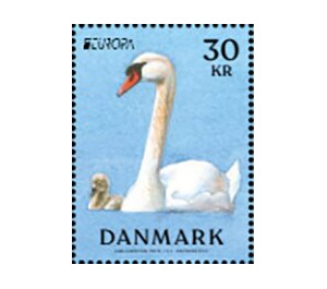 Mute Swan (Cygnus olor) - Denmark 2019 - 30