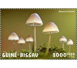 Mycena inclinate - West Africa / Guinea-Bissau 2020