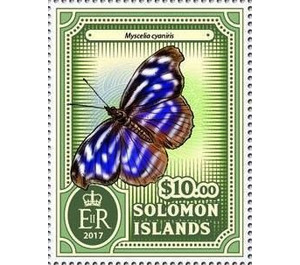 Myscelia cyaniris - Melanesia / Solomon Islands 2017 - 10