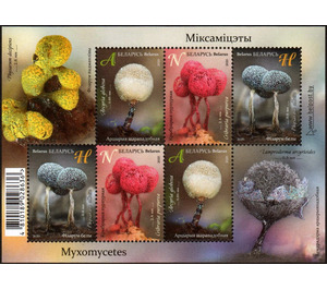 Myxomycetes - Belarus 2020