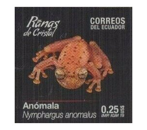 Napo Cochran Frog (Nymphargus anomalus) - South America / Ecuador 2019 - 0.25
