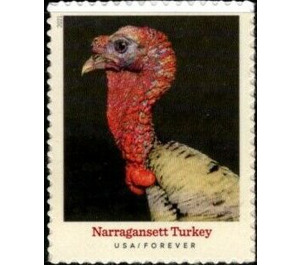 Narrangasset Turkey - United States of America 2021