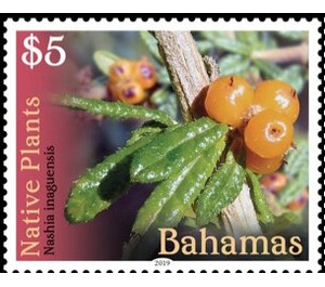Nashia inaguensis - Caribbean / Bahamas 2019 - 5