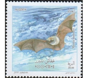 Natterer's Bat (Myotis nattereri) - North Africa / Algeria 2020 - 20