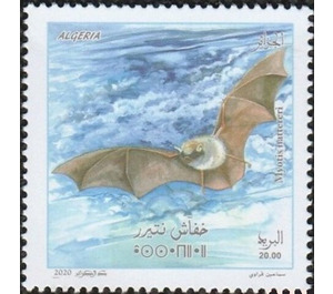 Natterer's Bat (Myotis nattereri) - North Africa / Algeria 2020 - 20