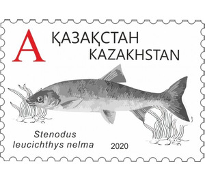 Nelma (Stenodus leucichthys nelma) - Kazakhstan 2020