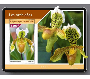 Ngwe Nar Phyu (Paphiopedilum insigne) - West Africa / Niger 2021