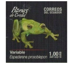 Nicaragua Giant Glass Frog (Espadarana prosoblepon) - South America / Ecuador 2019 - 1