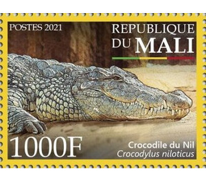 Nile Crocodile (Crocodylus niloticus) - West Africa / Mali 2021