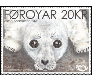 NORDEN 2020 : Grey Seal (Halichoerus grypus) - Faroe Islands 2020 - 20