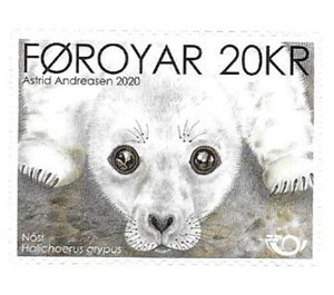 NORDEN 2020 : Grey Seal (Halichoerus grypus) - Faroe Islands 2020 - 20