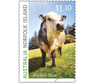 Norfolk Blue Cattle - Norfolk Island 2020 - 1.10
