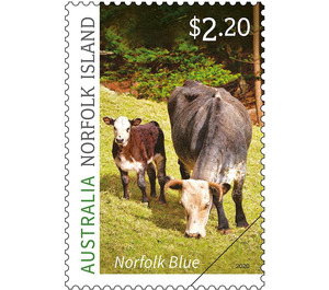 Norfolk Blue Cattle - Norfolk Island 2020 - 2.20