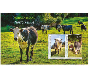 Norfolk Blue Cattle - Norfolk Island 2020