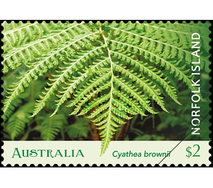 Norfolk Island Tree Fern (Cyathea brownii) open frond - Norfolk Island 2019 - 2