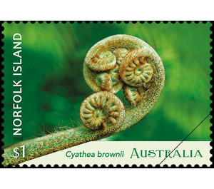 Norfolk Island Tree Fern (Cyathea brownii) unfurling frond - Norfolk Island 2019 - 1