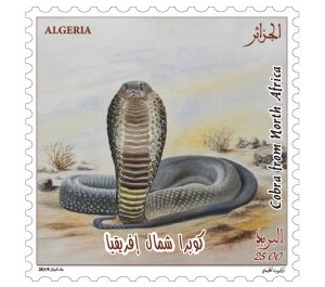 North African Cobra (Naja haje) - North Africa / Algeria 2019 - 25