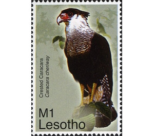 Northern Crested Caracara (Polyborus cheriway) - South Africa / Lesotho 2007 - 1