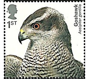 Northern Goshawk (Accipiter gentilis) - United Kingdom 2019