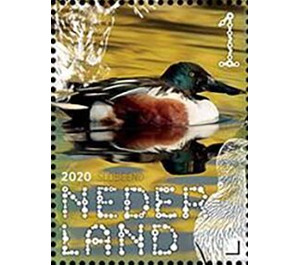 Northern Shoveler (Spatula clypeata) - Netherlands 2020 - 1