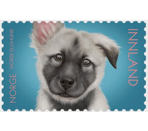 Norwegian Elkhound Puppy - Norway 2019