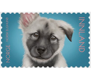 Norwegian Elkhound Puppy - Norway 2019