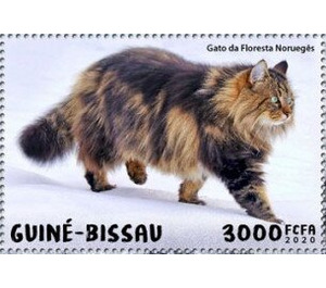 Norwegian Forest Cat - West Africa / Guinea-Bissau 2020