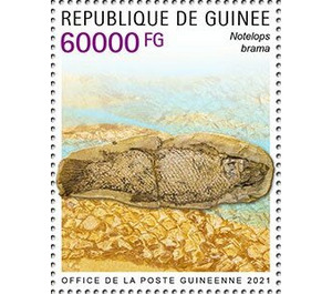 Notelops brama - West Africa / Guinea 2021