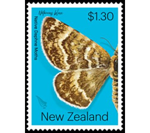 Notoreas blax - New Zealand 2020 - 1.30
